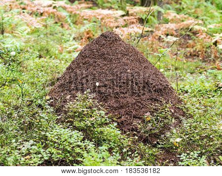 large anthill among the grass in the forest