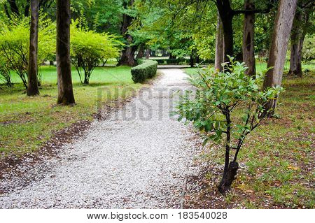 The path of white gravel in the park along the gravel path, garden shrubs, white trees