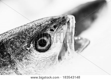 Fish With Open Mouth In Ace At Seafood Market. B And W Concept