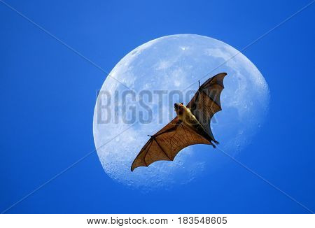 Flying Fox On The Moon