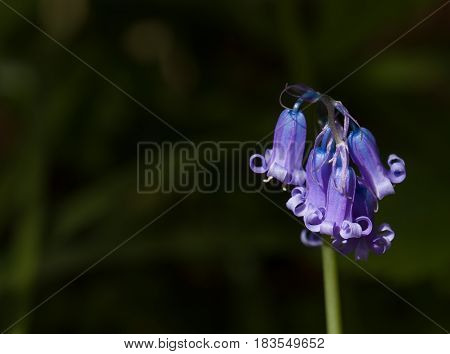 Close-up detail of Common Bluebell native to Great Britain and Europe