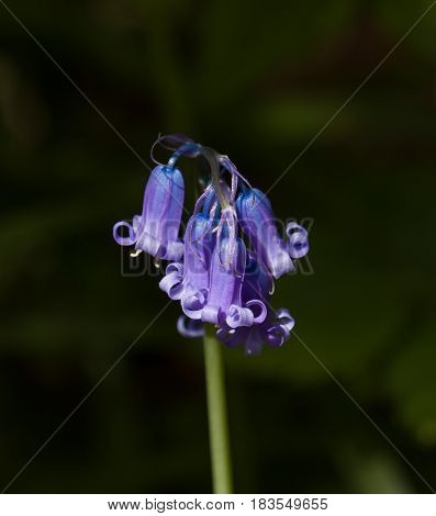Close-up detail of Common English Bluebell Hyacinthoides non-scripta.