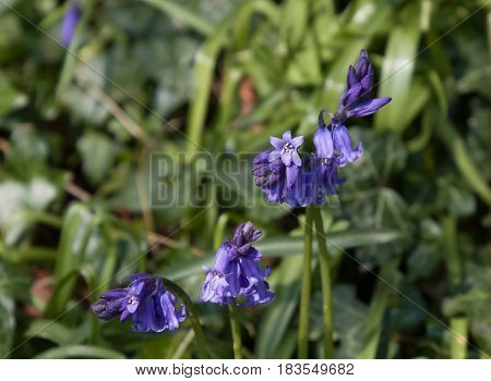 Native English Bluebells in woodland in countryside