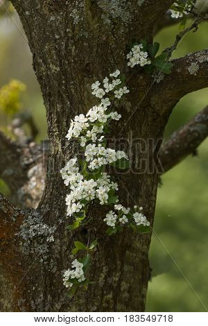 Spring flowering Hawthorn Blossom against tree trunk.
