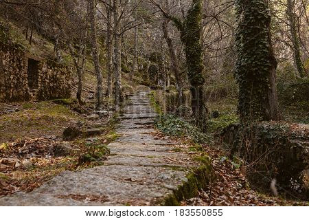 Forest landscape. Sundown in the woods. Mysterious path in the woods. Wanderlust. Beautiful forest landscape at twilight. Summer forest landscape. Mountain scene with old hut.