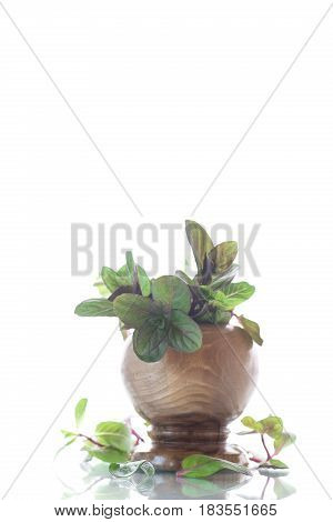 A bunch of fresh spring mint in a wooden vase on a white background