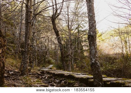 Forest landscape. Sundown in the woods. Mysterious path in the woods. Wanderlust. Beautiful forest landscape at twilight. Summer forest landscape. Mountain scene with old hut.