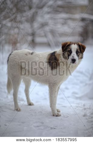 A sad dog stands in winter. A dog stands alone on the street. She has a sad look. She's an orphan.