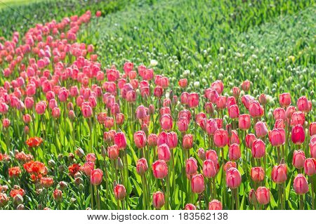 Lots of red and pink tulips in a park