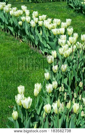 Lots of white tulips in a park