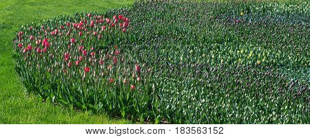 Lot of untapped tulips in a garden
