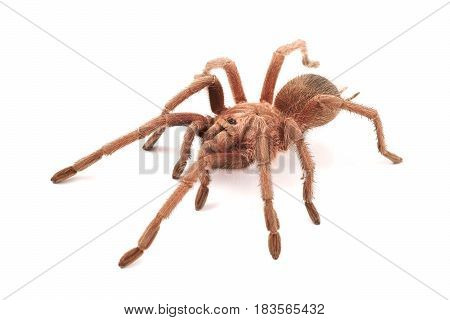Hispaniolan Giant Tarantula (Phormictopus cancerides) young female