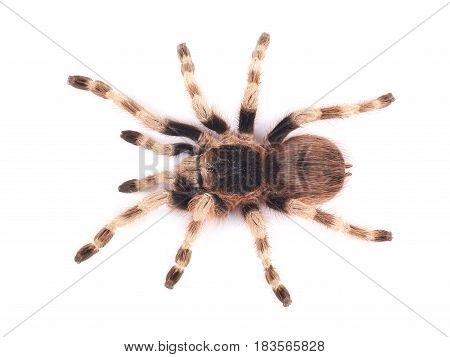 Tarantula spider female (Nhandu coloratovilosum) on a white background