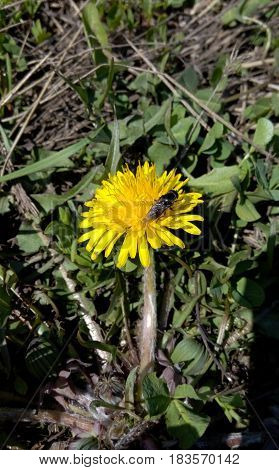 Insect on a dandelion on a beautiful sunny morning