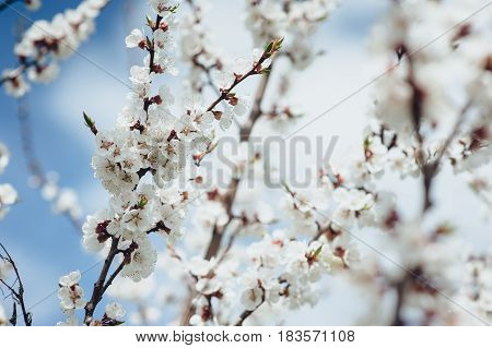 Branches of a blossoming tree on a blue sky background.