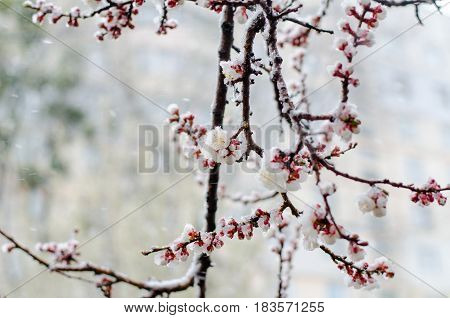 Tender Apricot Blossom Flowers Covered With Sudden April Snow Cyclone In Ukraine, Shallow Depth Of F