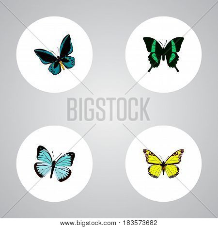 Realistic Lexias, Beauty Fly, Archippus And Other Vector Elements. Set Of Beautiful Realistic Symbols Also Includes Blue, Fly, Butterfly Objects.