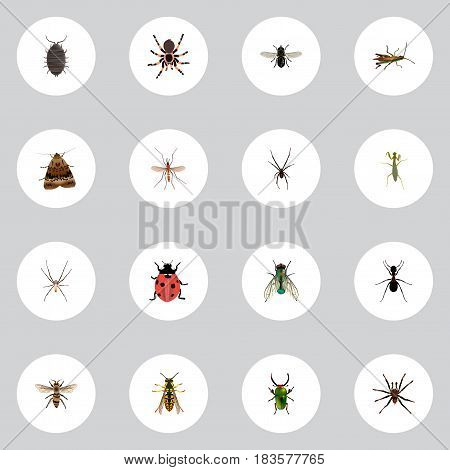 Realistic Dor, Tarantula, Spinner And Other Vector Elements. Set Of Bug Realistic Symbols Also Includes Spinner, Spider, Wisp Objects.