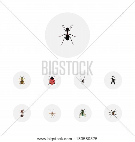 Realistic Spinner, Gnat, Ant And Other Vector Elements. Set Of Hexapod Realistic Symbols Also Includes Jewel, Emmet, Arachnid Objects.