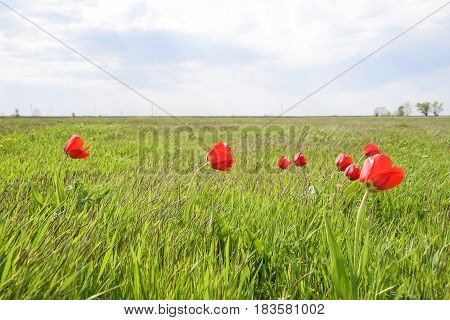 Tulips In A Wild Field. Red Flowers Among The Green Grass