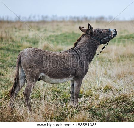 A lonely sad gray donkey, tied with a chain, stands in the field and looks up.