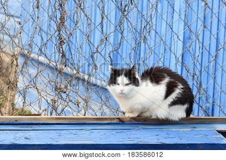 A beautiful cat sits on a blue painted bench in front of a blue wooden house