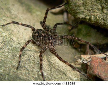 Spider 006