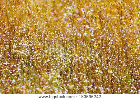 Eriocaulon smitinandii Mold.flower with dry grass in the Mukdahan Nation Park Thailand.