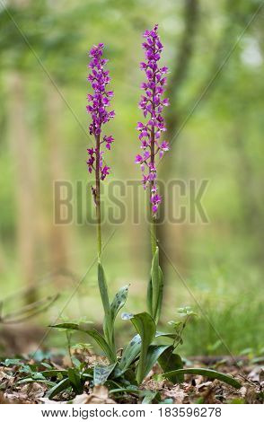 Early purple orchid (Orchis mascula) plants in woodland. Two purple flower spikes of orchids in a British woodland