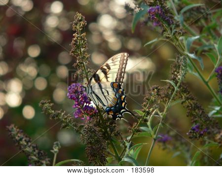 Butterfly 006