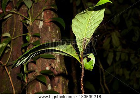 Long legged centipede under leaf at night in rainforest