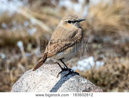 A Common Nightingale (luscinia Megarhynchos) Standing On The Stone In The Sailimu Lake Of Xinjiang C