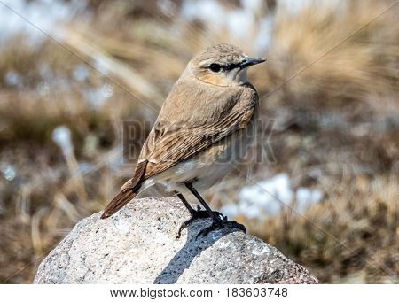 A Common Nightingale (luscinia Megarhynchos) Standing On The Stone In The Sailimu Lake Of Xinjiang C