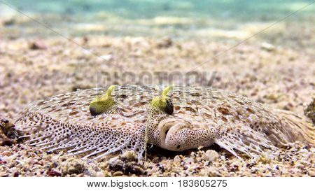 Flatfish Fish In Red Sea