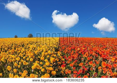Concept of rural tourism and agrotourism. Luxury garden buttercups. The kibbutz in the south of Israel. Fluffy clouds over the floral splendor