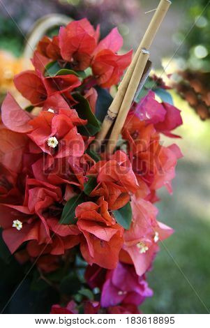 purple orchid flowers full of colors and sharm