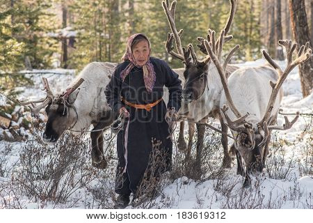 Beautiful Portrait Of Mongolian Reindeer In Traditionally Tsaatan Family On Their Reindeers At Taiga