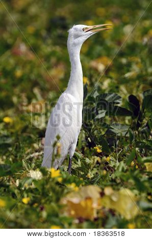 Egy állandó magas uborka terén közbenső kócsag