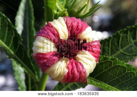 Hibiscus heterophyllus Malavaceae Austrlalian native flower bud pink and white stripe