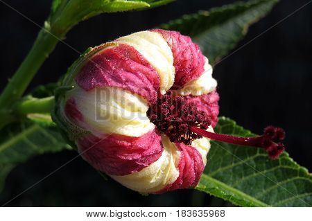 Hibiscus heterophyllus Malavaceae Austrlalian native flower bud pink and white stripe