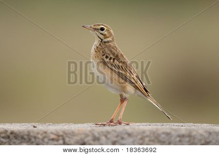 Pipit นาการวางตัวบนผนังหิน
