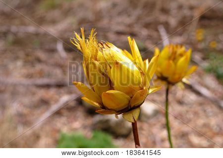 Australian native flower yellow Everlasting Daisy bud growing in bushland park land