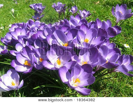 Crocus