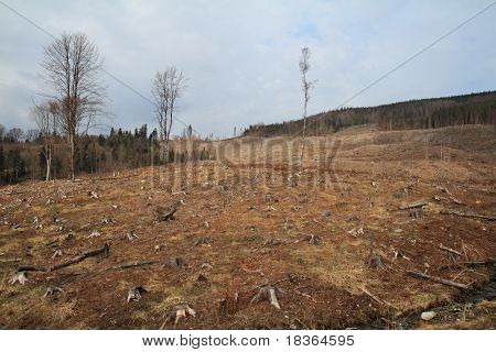 Bark Beetle