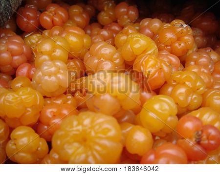 Lots of ripe orange cloudberries collected in the swamp