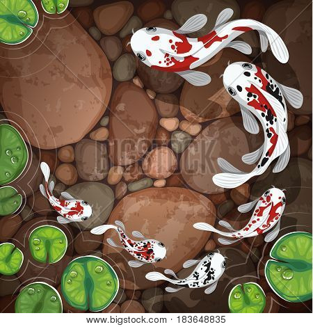 carps koi fish underwater pond vector illustration