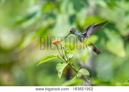 Rufous tailed hummingbird (Amazilia tzacatl) feeds in the wild. Costa Rica