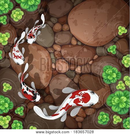 carps koi fish underwater pond vector illustration