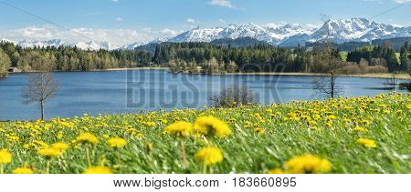 Beautiful Dandelion flower field at lakeside and snow covered mountains in springtime. Location: Schwaltenweiher in Bavaria, Alps, Allgau, Germany. Fresh green grass, blue water and sky, white mountains and clouds.