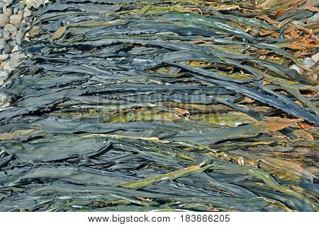 A close up of the drift-weed drying on beach.